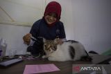 Dokter hewan menyuntikkan vaksin rabies kepada hewan peliharaan di Puskeswan Dinas Ketahanan Pangan dan Pertanian Indramayu, Jawa Barat, selasa (29/8/2023). Layanan vaksin rabies gratis bagi hewan peliharaan itu guna menghindari dan mengantisipasi penyebaran penyakit rabies. ANTARA FOTO/Dedhez Anggara/agr