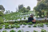 Petani Donggala kembangkan perkebunan stroberi jadi agrowisata