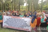 Menang di pengadilan, Keltan Sepakat Kampung Pisang Kinali Pasbar inginkan lahan kebun dikembalikan (Video)