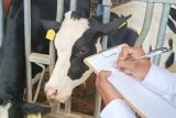 Jatim upayakan pemulihan  kesuburan sapi perah