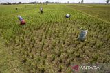 Warga mengambil tanaman padi yang rusak akibat kemarau di Balongan, Indramayu, Jawa Barat, Senin (4/9/2023). Warga memanfaatkan tanaman padi yang rusak dan gagal panen akibat kekeringan untuk dijadikan pakan ternak mereka. ANTARA FOTO/Dedhez Anggara/agr