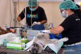 Petugas kesehatan hewan melakukan proses sterilisasi kepada anjing saat kegiatan vaksinasi rabies dan sterilisasi secara gratis di kawasan Pantai Padang Galak, Denpasar, Bali, Rabu (6/9/2023). Kegiatan sterilisasi dan vaksinasi yang menyasar ratusan hewan peliharaan warga tersebut dilakukan sebagai salah satu upaya untuk mencegah penularan rabies di wilayah Bali. ANTARA FOTO/Fikri Yusuf/wsj.