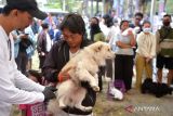 Petugas kesehatan hewan menyuntikkan vaksin rabies kepada seekor anjing saat kegiatan vaksinasi rabies dan sterilisasi secara gratis di kawasan Pantai Padang Galak, Denpasar, Bali, Rabu (6/9/2023). Kegiatan sterilisasi dan vaksinasi yang menyasar ratusan hewan peliharaan warga tersebut dilakukan sebagai salah satu upaya untuk mencegah penularan rabies di wilayah Bali. ANTARA FOTO/Fikri Yusuf/wsj.