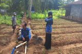 Gunungkidul bantu petani budi daya bawang merah dari benih biji