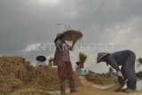 Petani membersihkan gabah yang baru dipanen di Kabupaten Rejang, Provinsi Bengkulu, Rabu (6/9/2023). Menurut petani harga beras diwilayah tersebut mengalami kenaikan dari harga sebelumnya Rp8.500 per kilogram menjadi Rp11.500 per kilogram akibat banyaknya lahan pertanian yang mengalami kekeringan karena terdampak cuaca ekstrem El Nino. ANTARA FOTO/Muhammad Izfaldi/YU