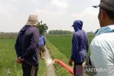 Distan OKU Timur atasi kekeringan di sawah  tiga desa