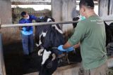 Pemkot  Pekalongan intensifkan pencegahan penyakit infeksi sapi perah