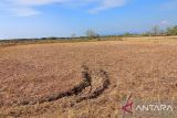 Sebagian sawah di Makassar menjadi lahan tidur akibat kekeringan