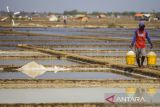 Petambak memanen garam di Losarang, Indramayu, Jawa Barat, Sabtu (9/9/2023). Kementerian Kelautan dan Perikanan menargetkan produksi tahunan garam nasional pada 2023 dan 2024 sebesar 2 juta ton. ANTARA FOTO/Dedhez Anggara/agr