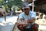 Warga menunjukkan debu kayu gergaji dari pabrik kayu olahan di Desa Tunggorono, Kabupaten Jombang, Jawa Timur, Sabtu (9/9/2023). Masyarakat di lingkungan sekitar mengeluhkan debu dari pabrik kayu olahan karena dianggap menyebabkan polusi serta mencemari lingkungan. Antara Jatim/Syaiful Arif/zk.