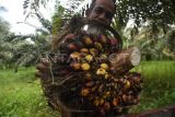 Petani memanen buah sawit di kebunnya di Desa Tibo, Kabupaten Donggala, Sulawesi Tengah, Minggu (10/9/2023). Menurut petani harga buah sawit di daerah tersebut naik dari Rp1000 per kilogram menjadi Rp1200 per kilogram. ANTARA FOTO/Mohamad Hamzah/nz.