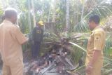 Seorang pelajar di Kabupaten Kupang tewas tertimpa pohon tumbang