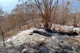 Kebakaran lahan pertanian di Palue capai 87 hektare