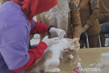 Pemkot Bandarlampung catat 500 hewan telah disuntik vaksin rabies