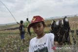 Seorang anak menunjukan hasil tangkapan Burung Walet (Collocalia Vestita) di Desa Ciganjeng, Kabupaten Pangandaran Jawa Barat, Jumat (15/9/2023). Menangkap burung walet menggunakan umpan hama kungkang atau serangga walang sangit (Leptocorisa oratorius) itu dilakukan warga saat musim panen padi dan dalam sehari bisa mendapatkan 200 ekor - 300 ekor untuk dikonsumsi dan diperjualbelikan. ANTARA FOTO/Adeng Bustomi/agr