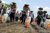  Kapolda Jatim Irjen Pol Toni Harmanto (tengah) didampingi Kapolres Blitar AKBP Anhar Arlia Rangkuti (kiri) menanam bibit jagung saat peresmian kebun ketahanan pangan Polres Blitar di Blitar, Jawa Timur, Kamis (14/9/2023). Kebun dengan memanfaatkan lahan kosong seluas 16.605 meter persegi tersebut bertujuan untuk menjadi lahan edukasi bagi para anggota Polri yang tertarik dibidang pertanian dan sebagai upaya untuk mendukung program pemerintah terkait ketahanan pangan. ANTARA Jatim/Irfan Anshori/zk 