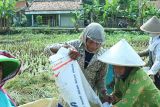 Mahasiswa Unsoed lakukan penelitian terhadap lumbung paceklik adat Bonokeling