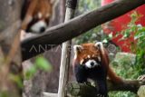 Dua ekor panda merah (Ailurus fulgens) berada di dalam kandang saat peringatan Hari Panda Merah Sedunia di Istana Panda, Taman Safari Indonesia, Cisarua, Kabupaten Bogor, Jawa Barat, Sabtu (16/9/2023). TSI Bogor memperingati Hari Panda Merah Sedunia untuk menyebarkan kesadaran masyarakat agar menjaga dan melestarikan spesies panda unik dari Asia Tengah itu. ANTARA FOTO/Arif Firmansyah/Spt.
