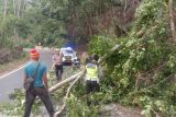Sat Lantas Polres Pesisir Barat bersihkan pohon tumbang di jalan lintas barat