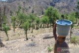 Seorang warga membawa air dari sumber mata air di Desa Selomukti, Mlandingan, Situbondo, Jawa Timur, Senin (18/9/2023). Sebanyak 252 kepala keluarga yang berada di Dusun Jerugen kesulitan air bersih dan untuk memenuhi kebutuhan air bersih tersebut mereka menempuh jarak sekitar dua kilometer dari rumahnya. ANTARA Jatim/Seno/ZK 