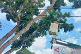 Petugas dari Dinas Lingkungan Hidup Kota Pangkalpinang, Provinsi Kepulauan Bangka Belitung saat melakukan penebangan pohon yang dinilai rawan tumbang di Jalan Yos Sudarso Pasir Garam pada Selasa (19/9). (Antara/ Rustam)
