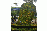 Pengunjung mengamati buah mangga yang disusun menjadi mangga raksasa dalam pameran Gebyar Agrostandar di Lapangan BB Biogen Komplek Badan Standarisasi Instrumen Pertanian (BSIP) Cimanggu, Kota Bogor, Jawa Barat, Selasa (19/9/2023). Kementerian Pertanian menggelar pameran dan bazar dengan tema Gebyar Agrostandar sebagai rangkaian peringatan satu tahun berdirinya BSIP dengan tujuan mengajak petani dan produsen olahan hasil pertanian menghasilkan produk unggul berkualitas dengan mengikuti program Standar Nasional Indonesia (SNI). ANTARA FOTO/Arif Firmansyah/foc.