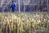 Warga melakukan pembenihan mangrove di Kebun Bibit Rakyat (KBR) desa Totoran, Indramayu, Jawa Barat, Rabu (20/9/2023). KBR mangrove program Kementerian Lingkungan Hidup dan Kehutanan (KLHK) menyediakan 50 ribu bubut mangrove berkualitas untuk merehabilitasi kawasan mangrove di pesisir Indramayu yang rusak terkena abrasi. ANTARA FOTO/Dedhez Anggara/agr
