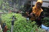 Anggota kelompok tani Mak Cemput mengoperasikan alat penyiram tanaman melalui ponsel dengan teknologi Internet of Things (IOT) di lahan pertanian perkotaan (urban farming) Perumahan Puri Cempaka Putih, Arjowinangun, Malang, Jawa Timur, Selasa (19/9/2023). Kelompok tani tersebut memanfaatkan teknologi Internet of Things (IOT) yang terintegrasi dengan aplikasi ponsel untuk mengatur penyiraman tanaman, penerangan serta pengawasan melalui kamera nirkabel sehingga selain menghemat waktu perawatan hasil produksi dari lahan seluas 300 meter persegi itu bisa lebih optimal yakni sebanyak 20 kilogram sayuran organik per minggu. ANTARA Jatim/Ari Bowo Sucipto/zk 