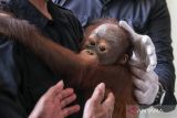 Petugas menggendong bayi Orangutan Kalimantan subspecies wurmbii (Pongo Pygmaeus Wurmbii) berada dalam kandangnya di kantor Balai Konservasi Sumber Daya Alam (BKSDA) Jatim, Juanda, Sidoarjo, Jawa Timur, Kamis (21/9/2023). Balai Besar KSDA Jawa Timur akan mengembalikan (Translokasi) satwa liar dilindungi jenis Orangutan Kalimantan subspecies wurmbii (Pongo pygmaeus wurmbii) ke Balai KSDA Kalimantan Tengah. ANTARA FOTO/Umarul Faruq/wsj.