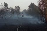 BPBD Palangka Raya tangani 206,46 hektare lahan gambut terbakar