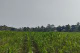 Pemprov Lampung  pantau produksi jagung di musim kemarau