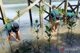 BPJAMSOSTEK Palu tanam sebanyak 200 mangrove bentuk kepedulian lingkungan