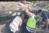 Seorang pengendara motor luka berat tertimpa pohon tumbang di Kalianda