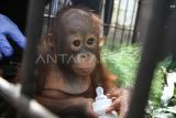 Bayi orangutan Kalimantan subspecies Wurmbii (Pongo Pygmaeus Wurmbii) berada di kandang transit Kantor Balai Konservasi Sumber Daya Alam (BKSDA) Kalimantan Tengah, Palangka Raya, Jumat (22/9/2023). Balai Besar KSDA Kalimantan Tengah menerima satu ekor bayi orangutan dari Balai Besar KSDA Jawa Timur yang merupakan hasil penangkapan penyelundupan dari Pelabuhan Trisakti Banjarmasin ke Pelabuhan Tanjung Perak Surabaya yang selanjutnya akan direhabilitasi sebelum dilepasliarkan ke habitatnya. ANTARA FOTO/Auliya Rahman/rwa. 