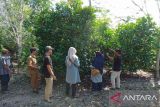 Petani Sambas kembangkan budidaya kopi liberika