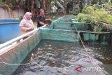 Pemkab Bogor selamatkan sektor peternakan dan perikanan dari kekeringan