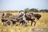 Pekerja menggunakan kuda untuk mengangkut bongkahan tanah yang diambil dari sawah yang mengering di desa Pecuk, Sindang, Indramayu, Jawa Barat, Selasa (26/9/2023). Kuda yang biasanya menarik delman digunakan untuk jasa mengangkut bongkahan tanah dengan upah sebesar Rp10 ribu per gerobak. ANTARA FOTO/Dedhez Anggara/agr