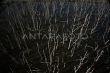 Foto udara pohon mangrove yang mati di areal Teluk Kendari, Kendari, Sulawesi Tenggara, Senin (25/9/2023). Ratusan pohon mangrove di areal tersebut mati secara bersamaan dan penyebabnya masih dalam penyelidikan pihak pemerintah setempat. ANTARA FOTO/Jojon/foc.