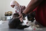 Dokter hewan memeriksa kondisi kesehatan kucing sebelum menyuntikkan vaksin rabies di Pusat Kesehatan Hewan Dinas Ketahanan Pangan dan Peternakan, Kota Kediri, Jawa Timur, Selasa (26/9/2023). Perhimpunan Dokter Hewan Indonesia (PDHI) daerah setempat menyediakan seribu dosis vaksin rabies gratis sebagai upaya antisipasi penyebaran penyakit rabies sekaligus guna memperingati Hari Rabies Sedunia. ANTARA Jatim/Prasetia Fauzani/zk