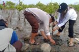 Artikel - Menjadikan mangrove pilar ketahanan ekonomi biru