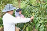 Bupati panen perdana kopi robusta di Kahingai