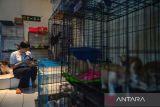 Pemilik Rumah Singgah Kucing Cindy memeriksa kucing di kediamannya di Griya Bandung Indah, Bojongsoang, Kabupaten Bandung, Jawa Barat, Jumat (29/9/2023). Selama tiga tahun, Rumah Singgah Kucing tersebut menyelamatkan 240 ekor kucing jalanan maupun kucing sakit yang dititipkan pemiliknya serta membuka adopsi kucing bagi masyarakat yang ingin memelihara. ANTARA FOTO/Raisan Al Farisi/agr