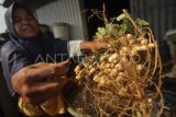 Petani membersihkan kacang tanah hasil panen di Kota Bengkulu, Bengkulu, Rabu (27/9/2023). Berdasarkan data Kementerian Pertanian produksi kacang tanah di Tanah Air mengalami penurunan sejak tiga tahun terakhir dari 418.414 ton di tahun 2020 menjadi 390.465 ton pada tahun 2021 dan pada tahun 2022 menjadi 379.928 ton. ANTARA FOTO/Muhammad Izfaldi/tom.