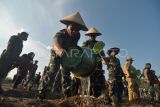 Prajurit TNI AD menanam bibit kopi robusta di kawasan pertanian di Kabupaten Kepahiang, Provinsi Bengkulu. Sebanyak 4.000 bibit kopi robusta ditanam di atas lahan seluas empat hektare untuk dijadikan kawasan percontohan binaan TNI AD dan grup PT Kapal Api sehingga dapat memicu peningkatan produksi individu petani dengan target biji kopi 2,4 ton per hektare. ANTARA FOTO/Muhammad Izfaldi/nym.