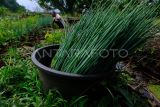 Petani memanen daun bawang dari kebunnya di lahan gambut di Desa Limbung, Kecamatan Sungai Raya, Kabupaten Kubu Raya, Kalimantan Barat, Jumat (29/9/2023). Daun bawang tersebut selanjutnya dijual ke pengepul dengan harga Rp45 ribu per kilogram. ANTARA FOTO/Jessica Wuysang/aww. 