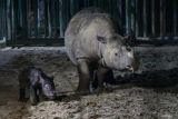 Seekor induk badak sumatra (Dicerorhinus sumatrensis) Ratu (23) menemani anaknya berjenis kelamin betina yang baru lahir di Suaka Rhino Sumatera, Taman Nasional Way Kambas (SRS TNWK), Lampung Timur, Lampung, Sabtu (30/9/2023). Bayi badak sumatra tersebut lahir dari hasil perkawinan badak jantan bernama Andalas dan badak betina bernama Ratu pada Sabtu (30/9) pukul 01.44 WIB di Suaka Rhino Sumatera Taman Nasional Way Kambas, Lampung. ANTARA FOTO/HO/Biro Humas Kementerian Lingkungan Hidup dan Kehutanan/wsj.