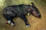 Seekor anak badak sumatra (Dicerorhinus sumatrensis) berjenis kelamin betina yang baru lahir di Suaka Rhino Sumatera, Taman Nasional Way Kambas (SRS TNWK), Lampung Timur, Lampung, Sabtu (30/9/2023). Bayi badak sumatra tersebut lahir dari hasil perkawinan badak jantan bernama Andalas dan badak betina bernama Ratu pada Sabtu (30/9) pukul 01.44 WIB di Suaka Rhino Sumatera Taman Nasional Way Kambas, Lampung. ANTARA FOTO/HO/Biro Humas Kementerian Lingkungan Hidup dan Kehutanan/wsj.
