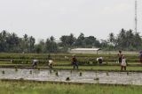 Lampung tingkatkan penggunaan pupuk organik di musim kemarau