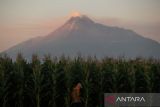 Gunung Merapi luncurkan guguran lava pijar sejauh 1,8 kilometer