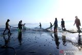 Nelayan menangkap ikan menggunakan jaring tarik pantai di Pulau Santen, Banyuwangi, Jawa Timur, Senin (2/10/2023). Jaring tarik merupakan salah satu dari sepuluh kelompok Alat Penangkap Ikan (API) yang diperbolehkan digunakan nelayan Indonesia berdasarkan Peraturan Menteri Kelautan dan Perikanan  yang bertujuan untuk melindungi nelayan kecil dan kelestarian lingkungan. ANTARA Jatim/Budi Candra Setya/zk
